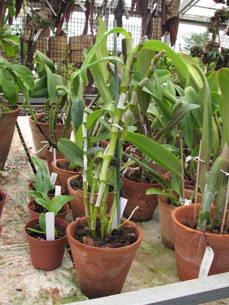 Орхидея Dendrobium Red Emperor 'ORCHIS'-87 грн