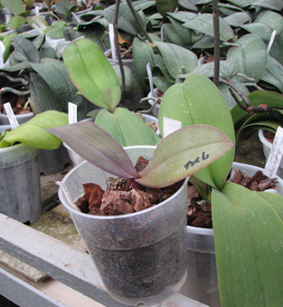 Doritaenopsis Jiuhbao Fairy 'ORCHIS'