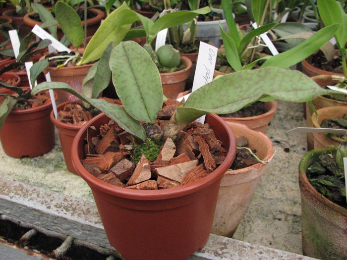 Фото орхидеи Psychopsis Butterfly (sanderae x papilio)