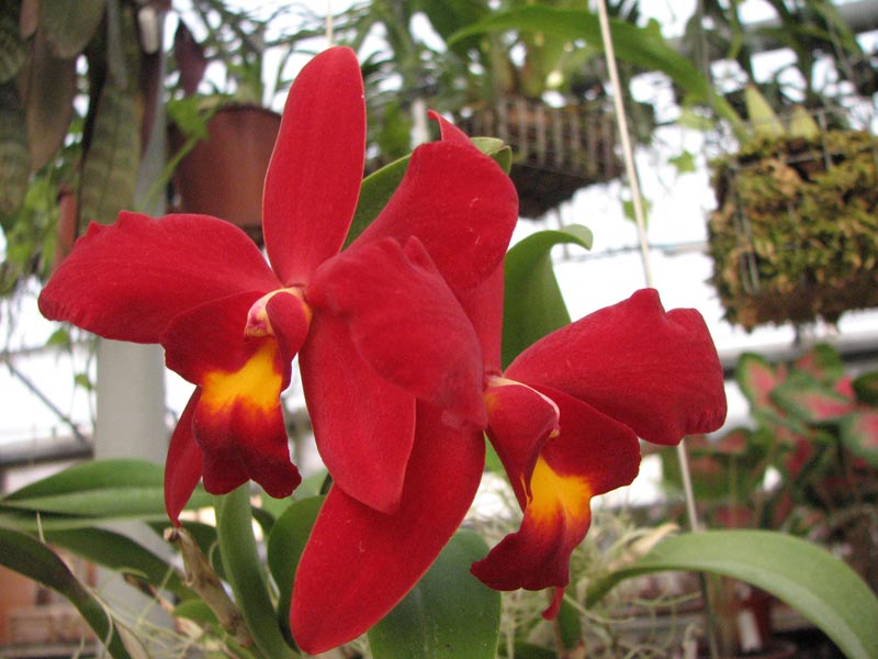 Орхидея Sophrocattleya Pearllouis (Cattleya bicolor alba x Sophronitis coccinea)
