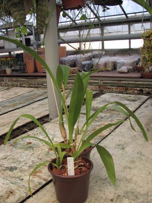 Фото орхидеи Zygopetalum Barbel Hohn