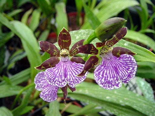 Цветок орхидеи Zygopetalum Barbel Hohn