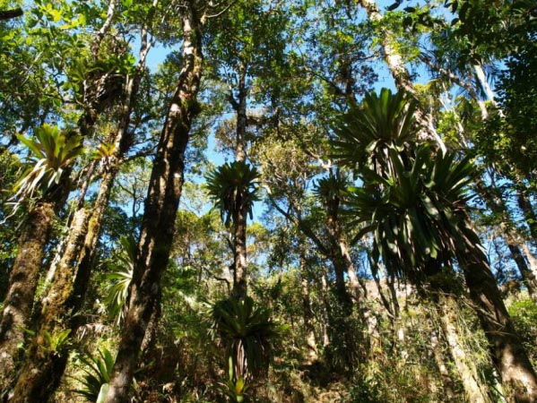 Бромелии на деревьях у подножия горы Санто Антонио.jpg