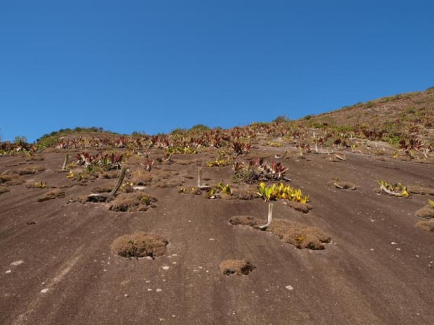 Орхидеи Bifrenaria на открытых участках склона горы Санто Антонио.jpg