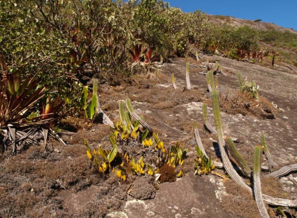 Орхидеи Bifrenaria под палящим бразильским солнцем.jpg