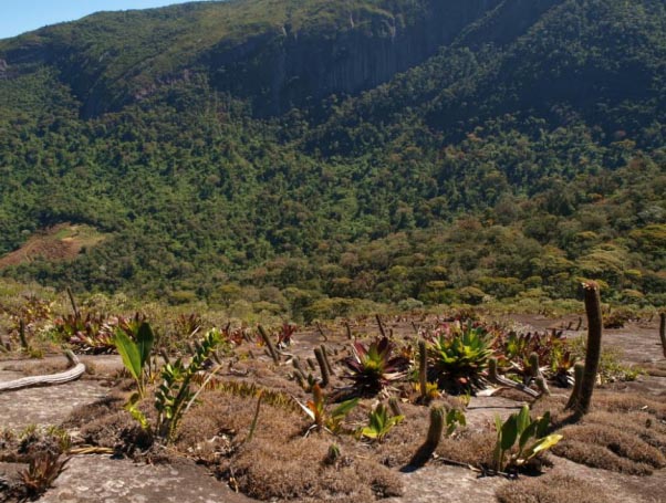 Орхидеи Bifrenaria эндемики Бразилии.jpg