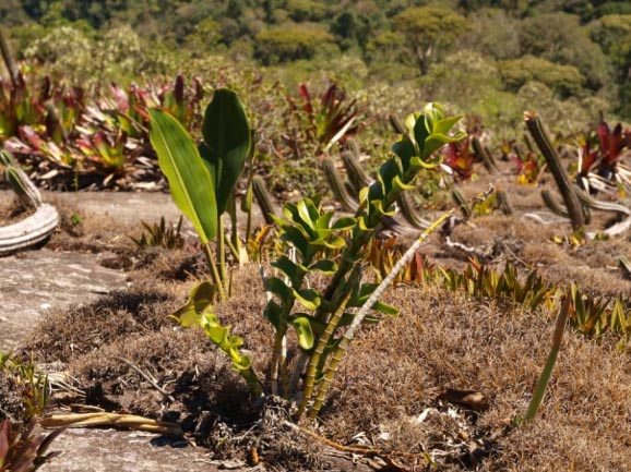 Орхидея Epidendrum sp в природе.jpg