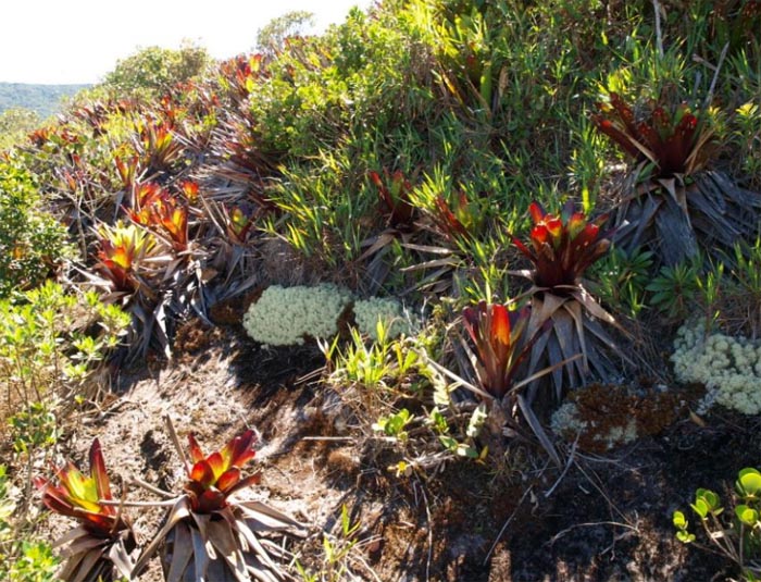 природная среда обитания орхидеи Laelia cowani.jpg