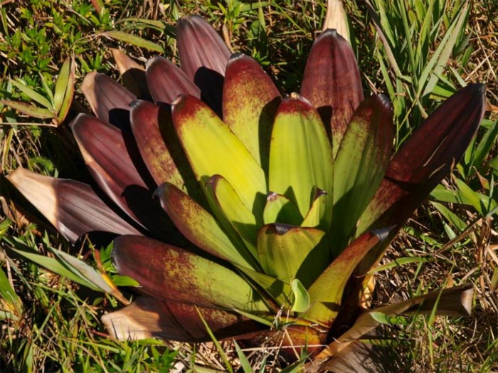 Вриезия в природе.jpg