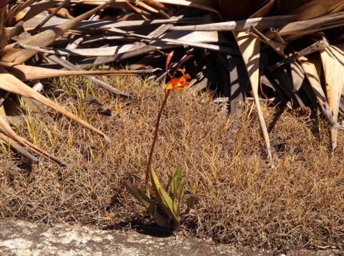Фото орхидеи Laelia cowani.jpg