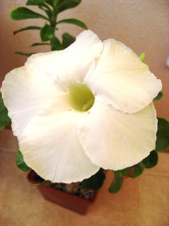 Лаки Лаки.jpg