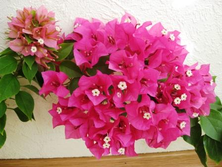 Слева Мини Тай,справа обычная буга..Размерчики очень отличаются