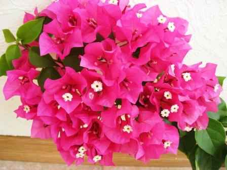 Это одна веточка цветет