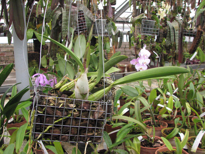 Фото орхидеи Laelia autumnallis var. atrorubens