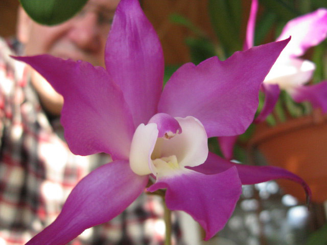 Как цветет орхидея Laelia autumnallis var. atrorubens