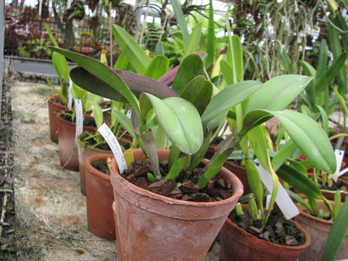 Фото орхидеи Potinara Memorial Gold 'Canary'