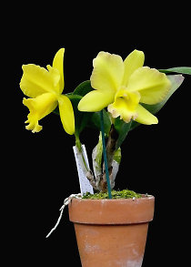 Как цветет орхидея Potinara Memorial Gold 'Canary'