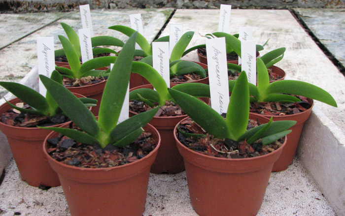 Фото орхидеи Angraecum leonis