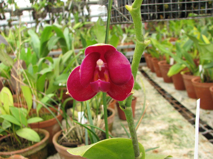 Фото орхидеи Phalaenopsis (Stone Morning x Sogo Grape) 'Kitty Face'