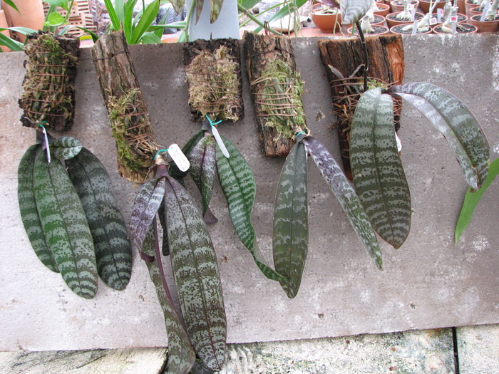 Фото орхидеи Phalaenopsis schilleriana