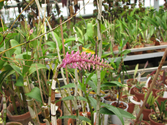 Фото орхидеи Dendrobium secundum с цветоносом