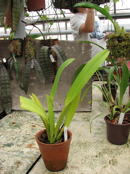 Фото орхидеи Cattleya dowiana