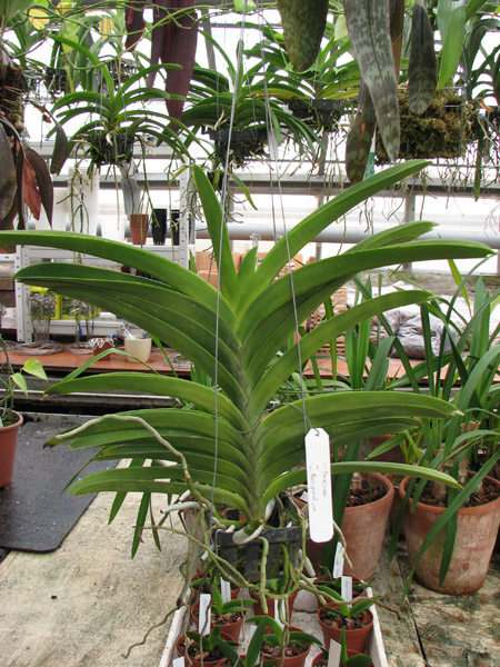 Фото орхидеи Vanda Taweewan x Pornpimol без цветоноса