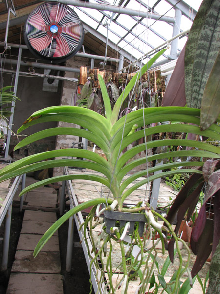 Фото орхидеи Vanda Pimporn x Vanda Srakaew с цветоносом