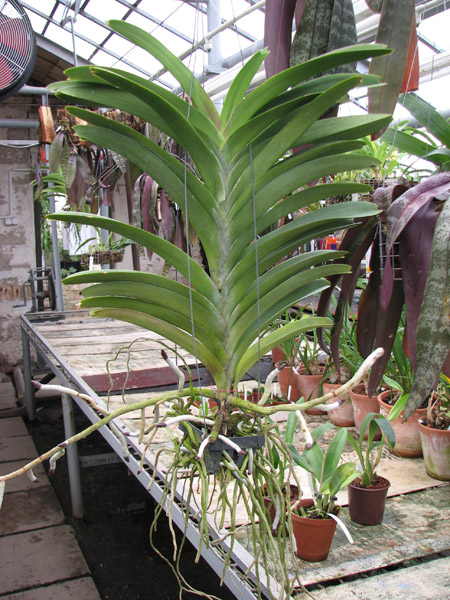Фото орхидеи Vanda Pure's Wax 'Violet Blue' без цветоноса