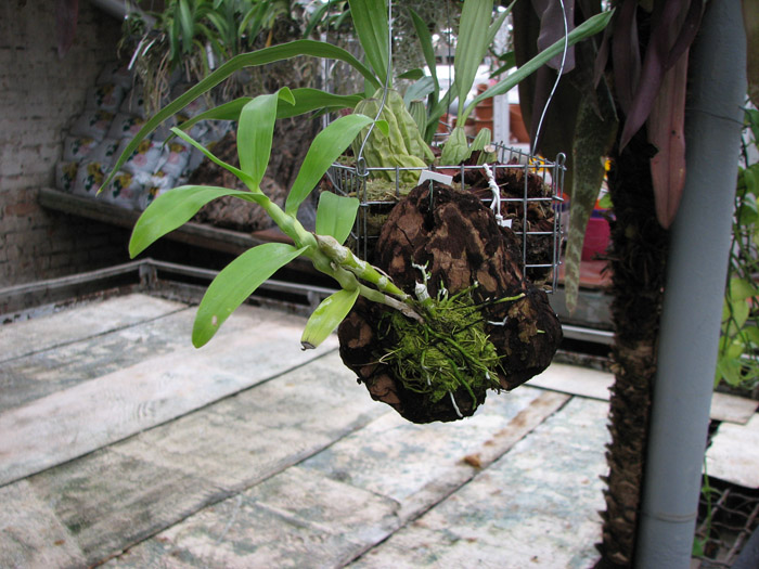Фото орхидеи Dendrobium pendulum x self
