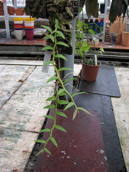 Фото орхидеи Dendrobium pierardii