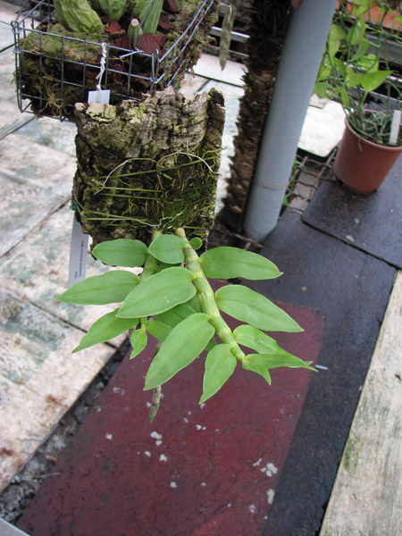 Фото орхидеи Dendrobium primulinum alba