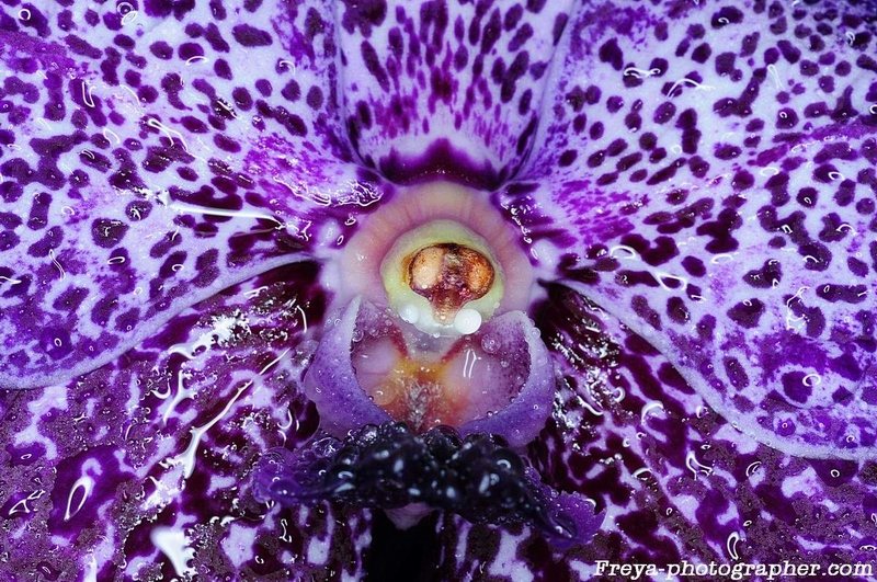 Орхидея Vanda Pure's Wax 'Violet Blue'