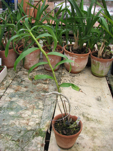 Фото орхидеи Dendrobium wardianum