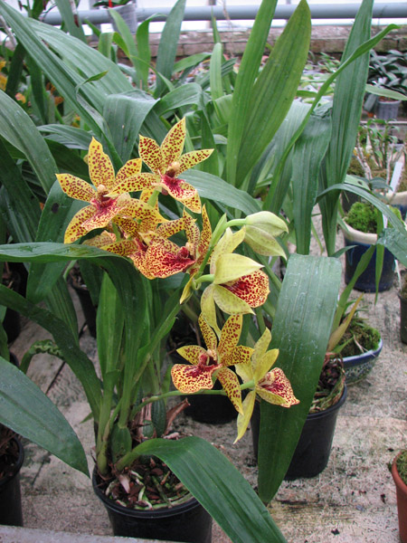 Propetalum Hark фото орхидеи