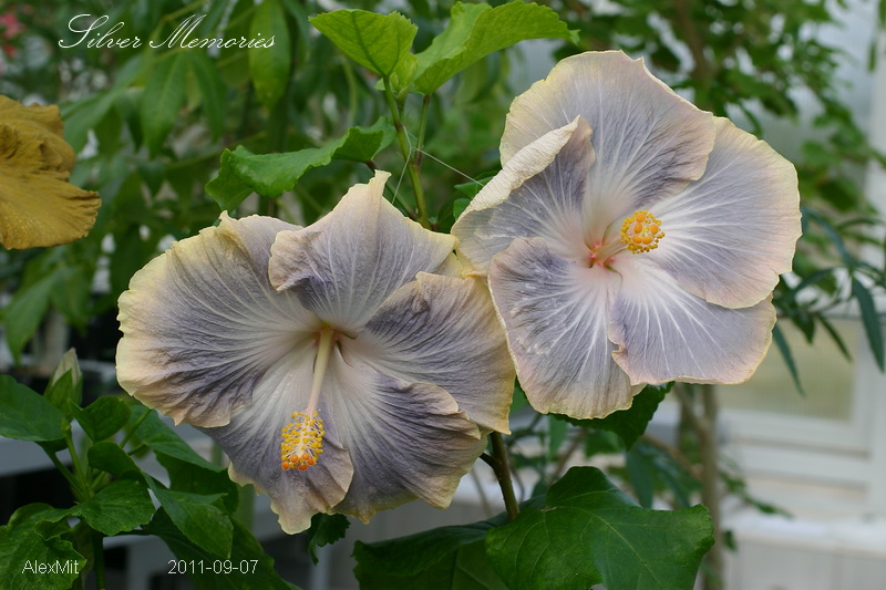 Дубль Silver Memories - пришлось немного развернуть друг к другу :)