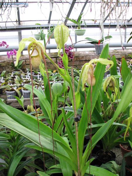 Цветущий фрагмипедиум Phragmipedium wallisii x caudatum фото