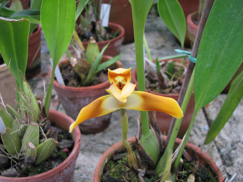 Фото орхидеи Maxillaria perryae