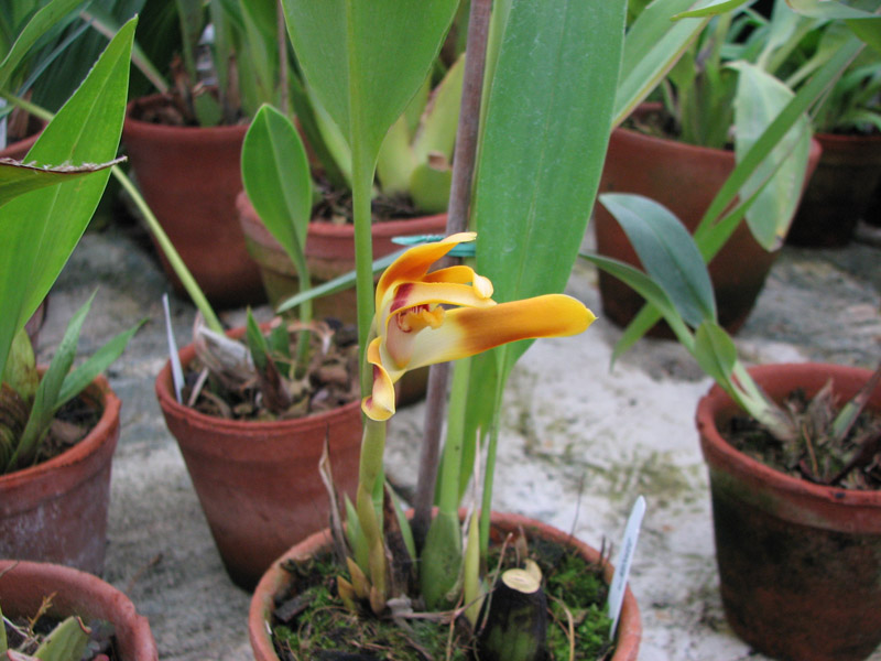 Как цветет орхидея Maxillaria perryae