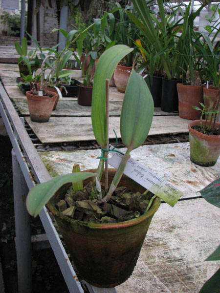 Фото орхидеи Cattleya jenmanii 'Boliva' x Cattleya jenmanii rubra 'Serra Negra