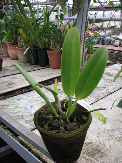 Фото орхидеи Cattleya jenmanii orlata 'Pacaraima' x SELF
