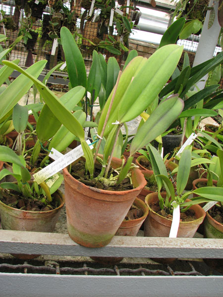 Фото орхидеи Cattleya trianae pincelada 'Taky-Huaylla' x Cattleya trianae integra orlata vinho