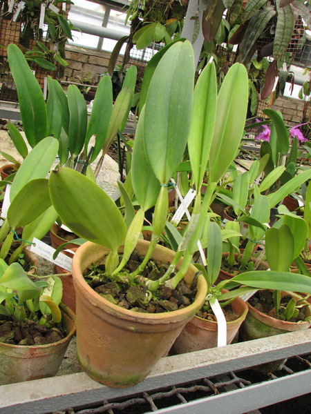 Фото орхидеи Cattleya trianae 'Fine Variety' (98-8) x Cattleya trianae orlata rosea 'AWZ'