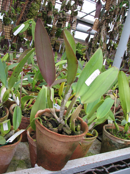 Фото орхидеи Cattleya labiata rubra 'Schuller' x Cattleya labiata rubra 'Deize'