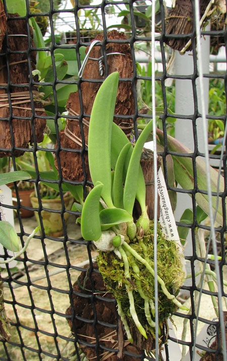 Фото орхидеи Laelia sincorana