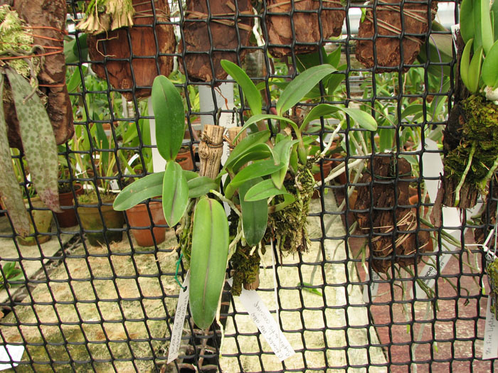 Фото орхидеи Sophrocattleya Pearllouis