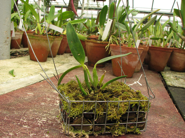 Фото орхидеи Sophrolaeliocattleya Fire Lighter 'Janet'