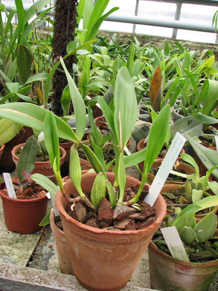 Фото орхидеи Prosthechea fragrans