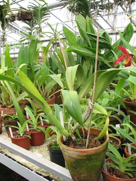 Фото орхидеи Potinara Kozo's Scarlet 'Vi-Emi'