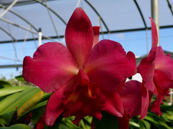 Как цветет орхидея Potinara Kozo's Scarlet 'Vi-Emi'